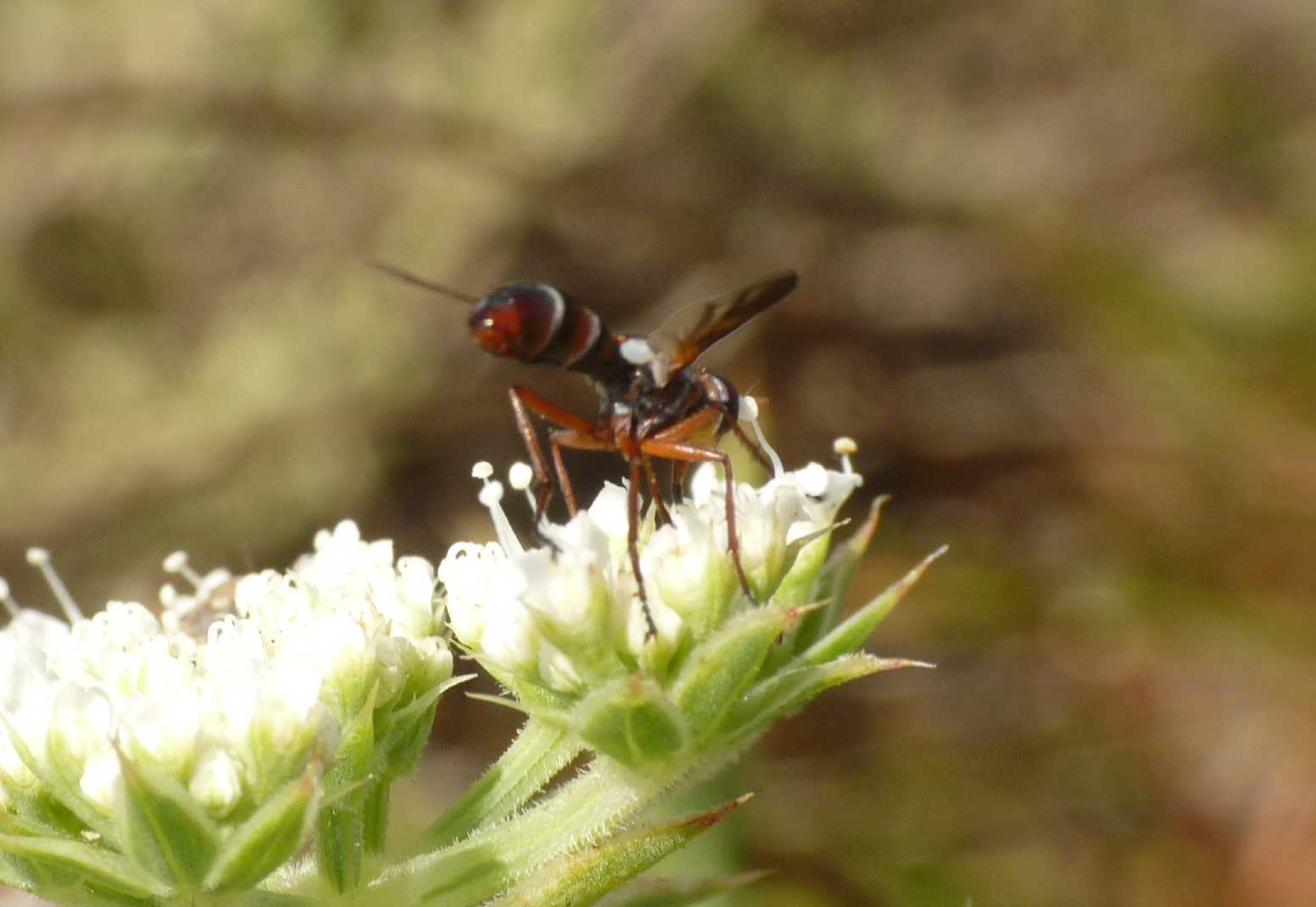 Cylindromyia intermedia?